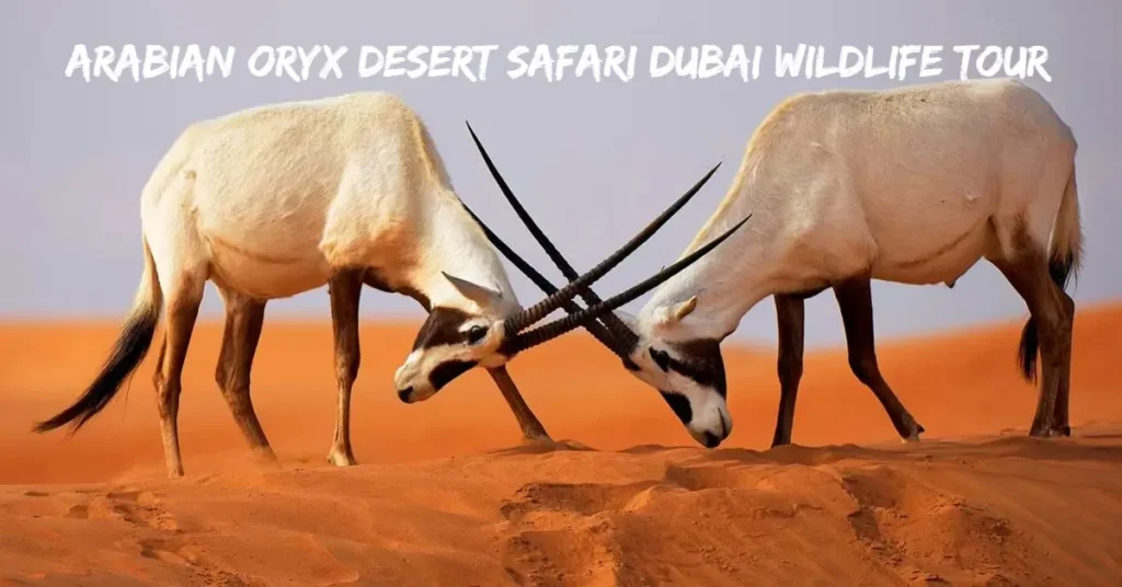 Arabian Oryx Desert Safari Dubai Wildlife Tour
