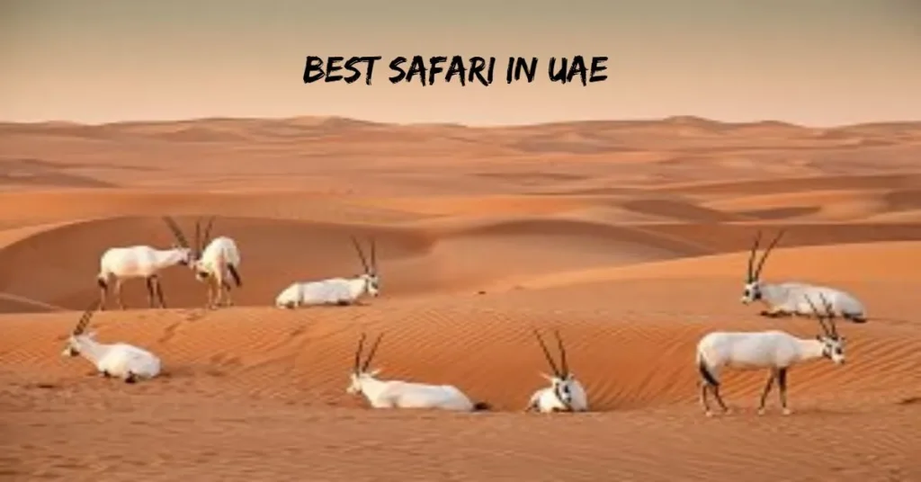 Best Safari in UAE